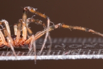 La Malmignatte des maisons. Un mle  (Araneae - Theridiidae - Steatoda triangulosa)